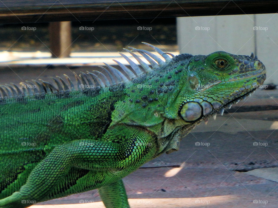 Iguana