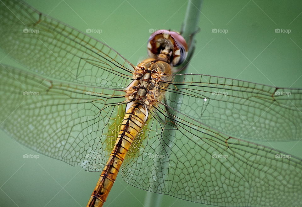 Glading skimmer. Body part of dragonfly dorsal to site for spreading its wings. Yellow dryng colour with shape to the segment of abdomen - tailed. Marking well yellow to the little of base venation at the hindwings.