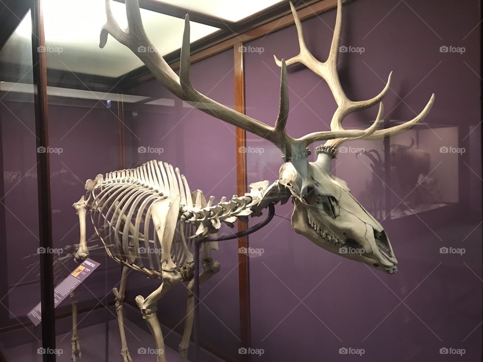 Bones antlers 