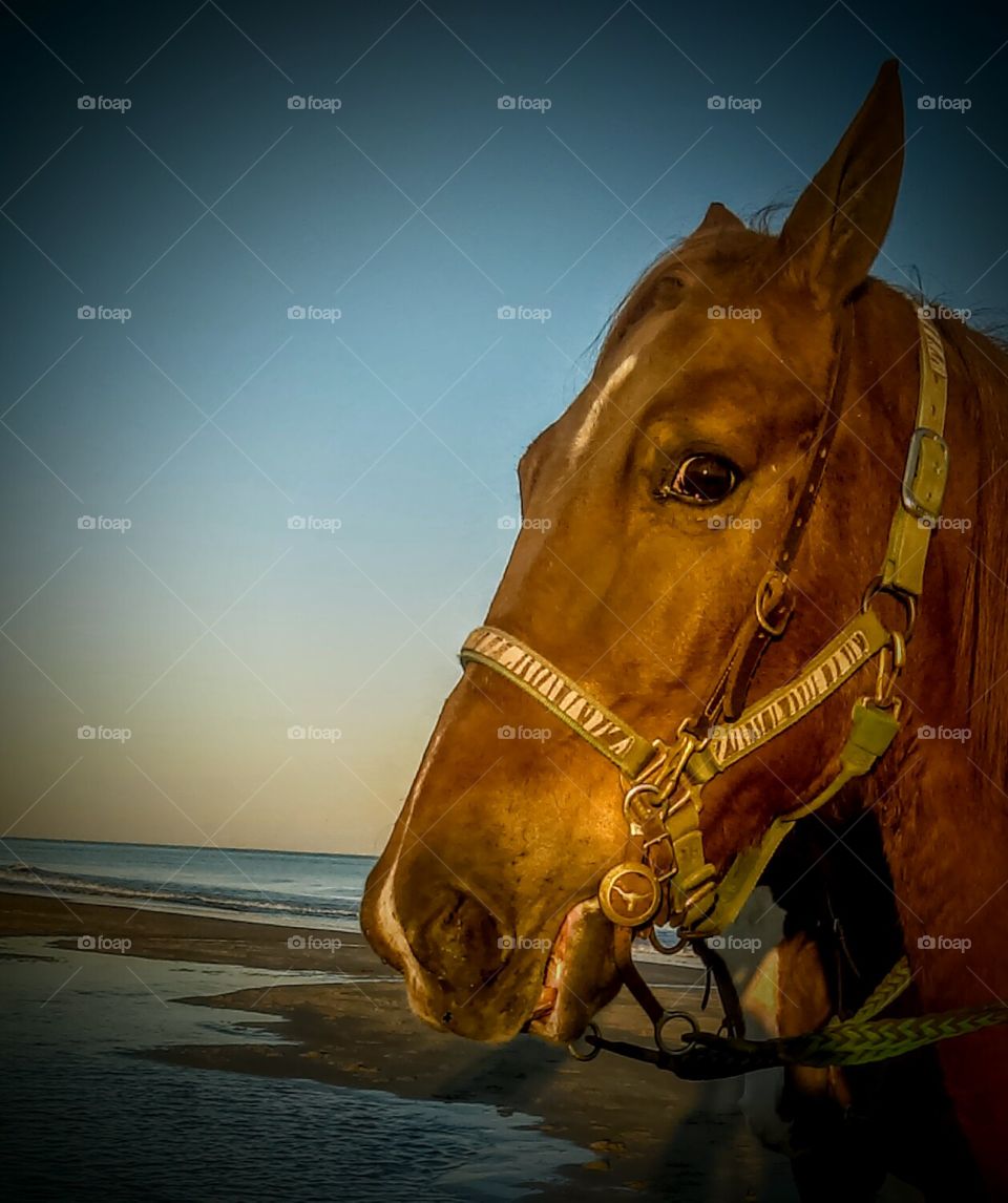 Wild horse at beach
