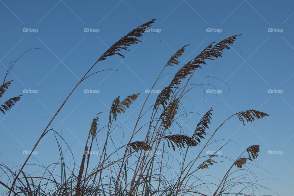 Sea oats