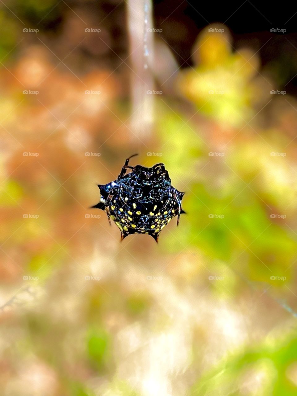 Psychedelic Spider Dream