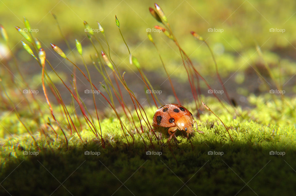Ladybug