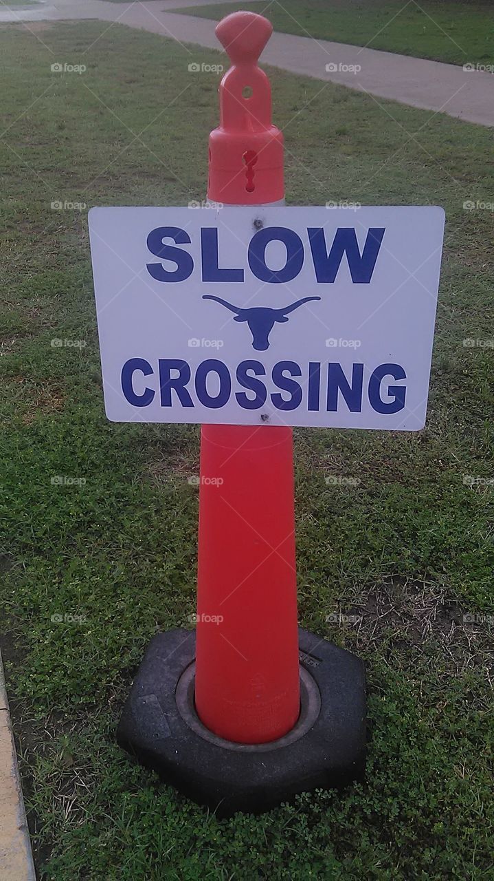 real slow crossing. i waited for hours but did not see one cow