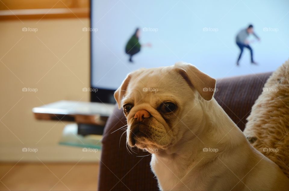 An adorable puppy pug enjoys a relaxing day on the couch.