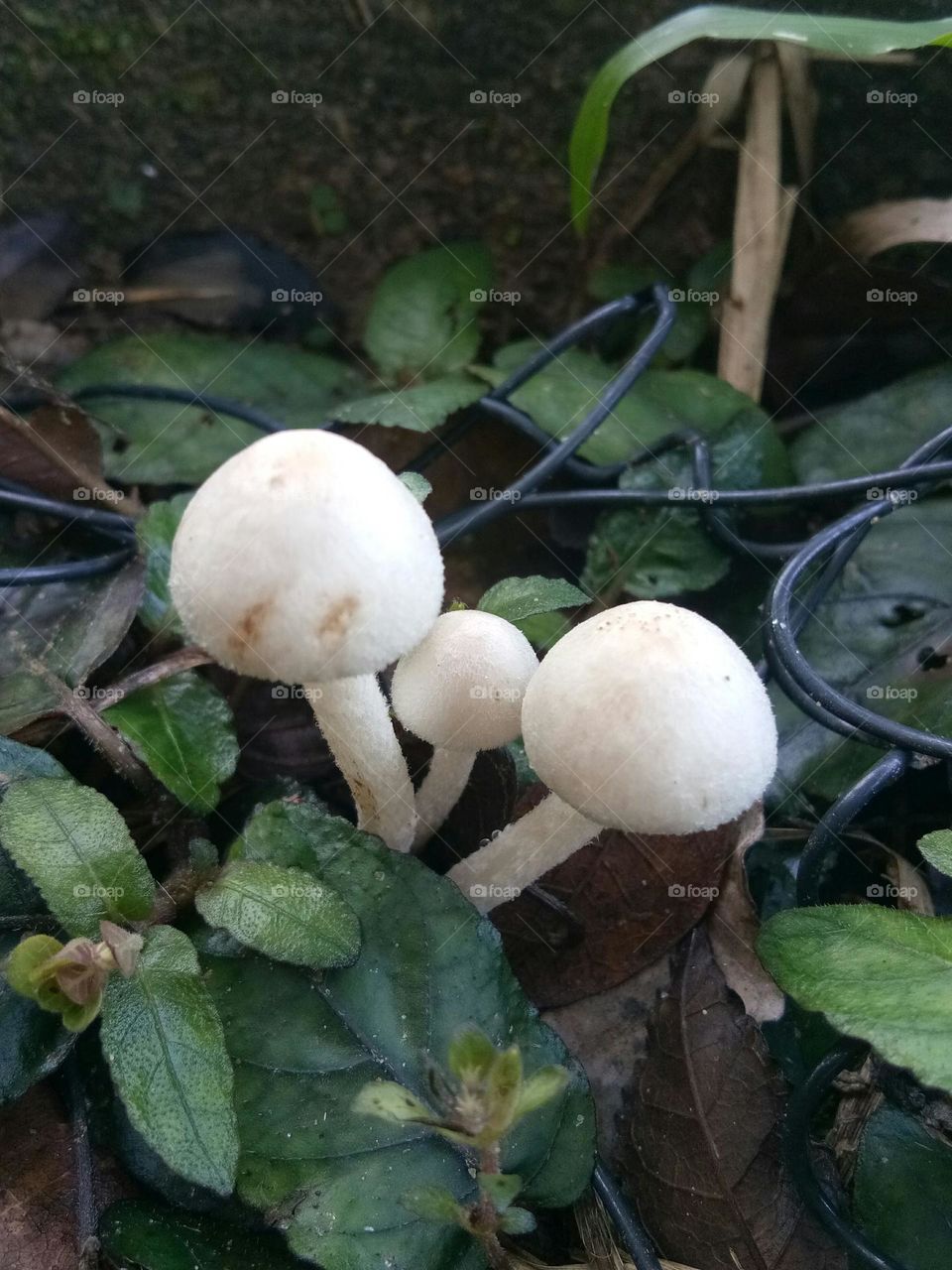 mystical mushrooms