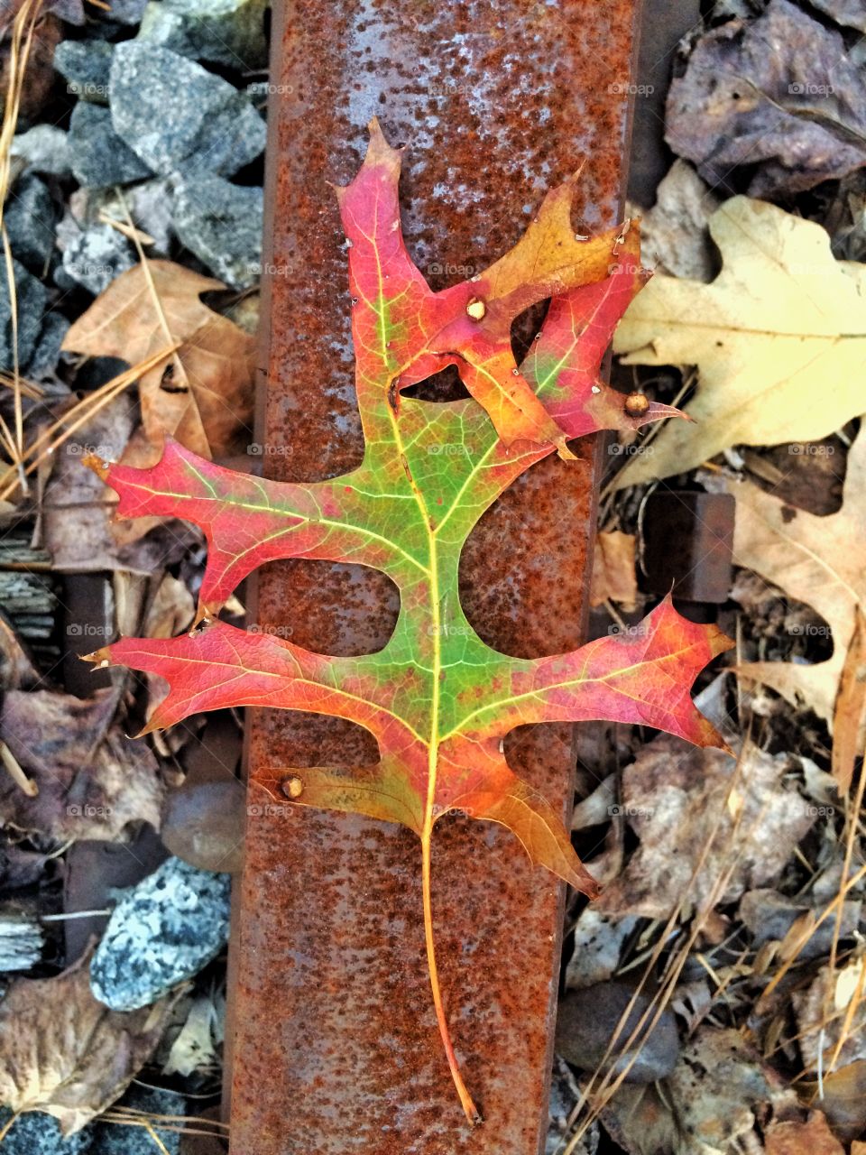 Autumn Oak Leaf