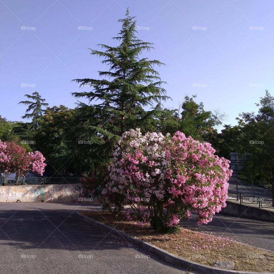 Oleanders in the square