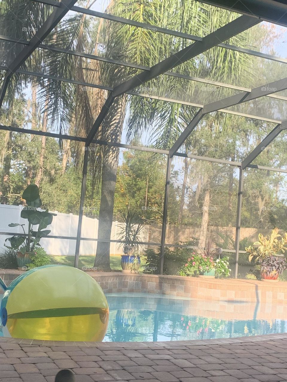 Sunny palm tree with pool and large beach ball. Florida enclosure. 