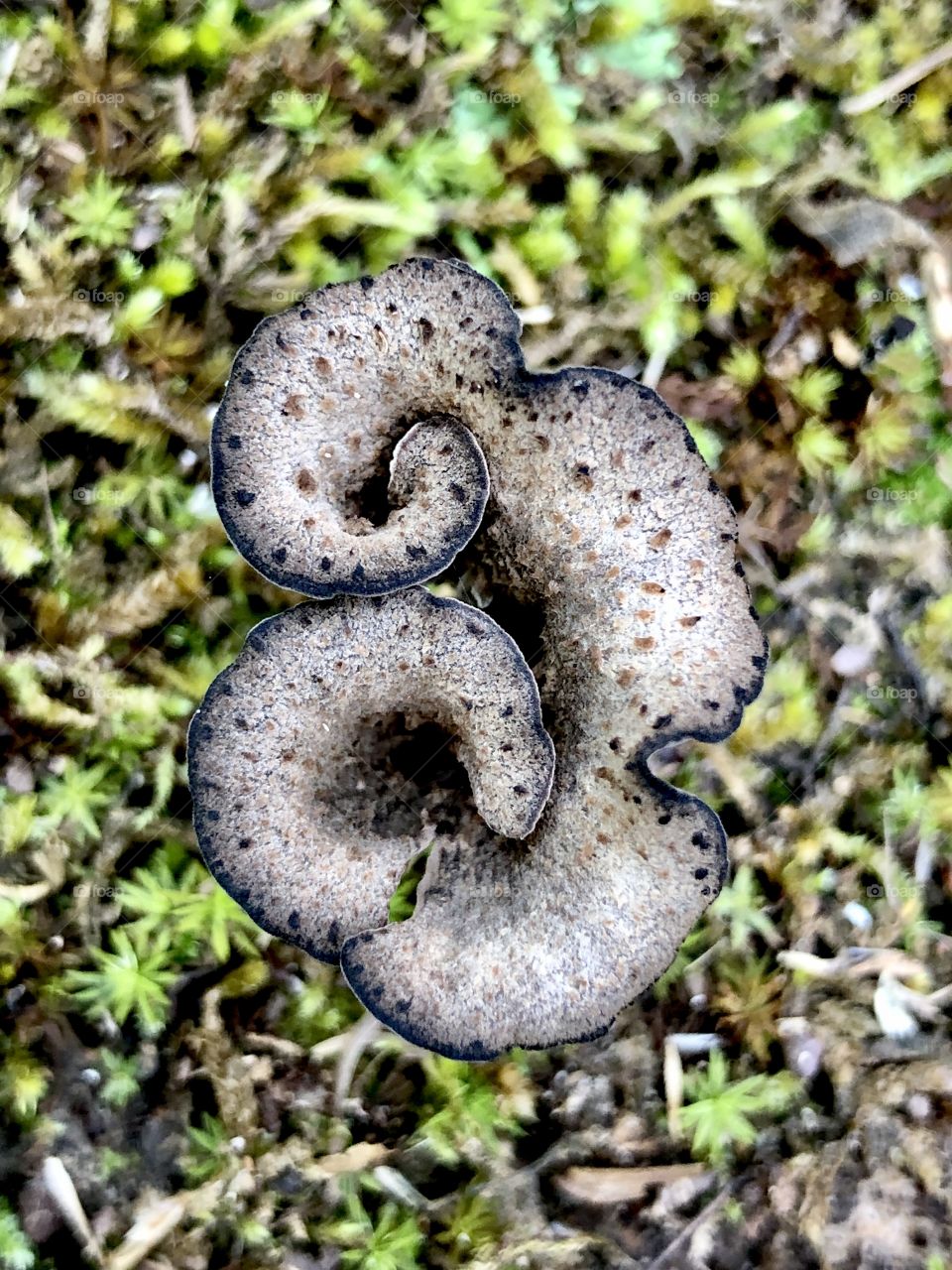 Overhead closeup of black trumpet mushroom 