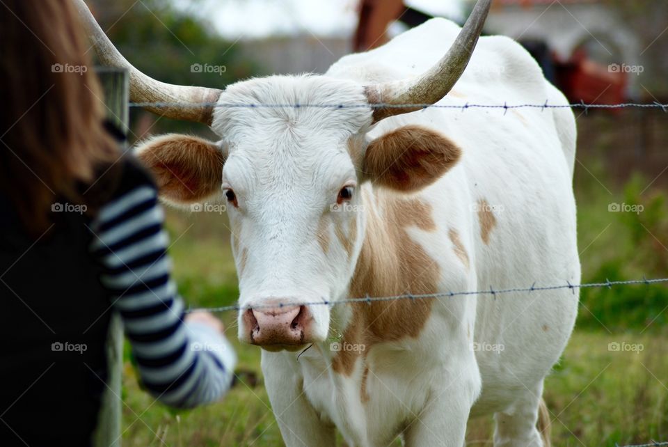 Curious Cow