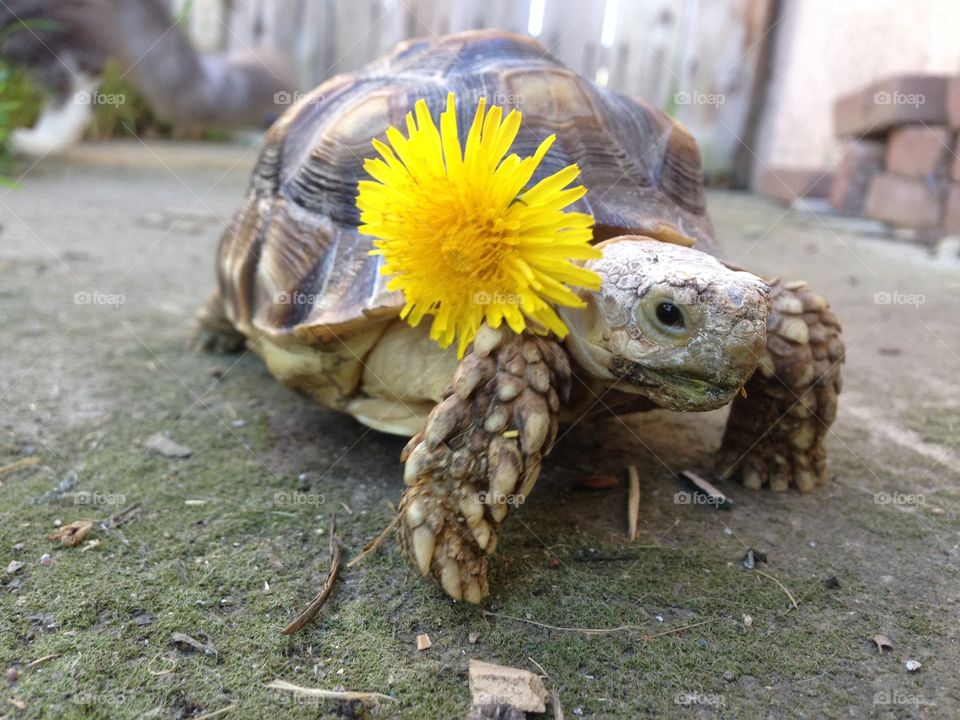 Cute baby tortoise wearing the latest fashion! 