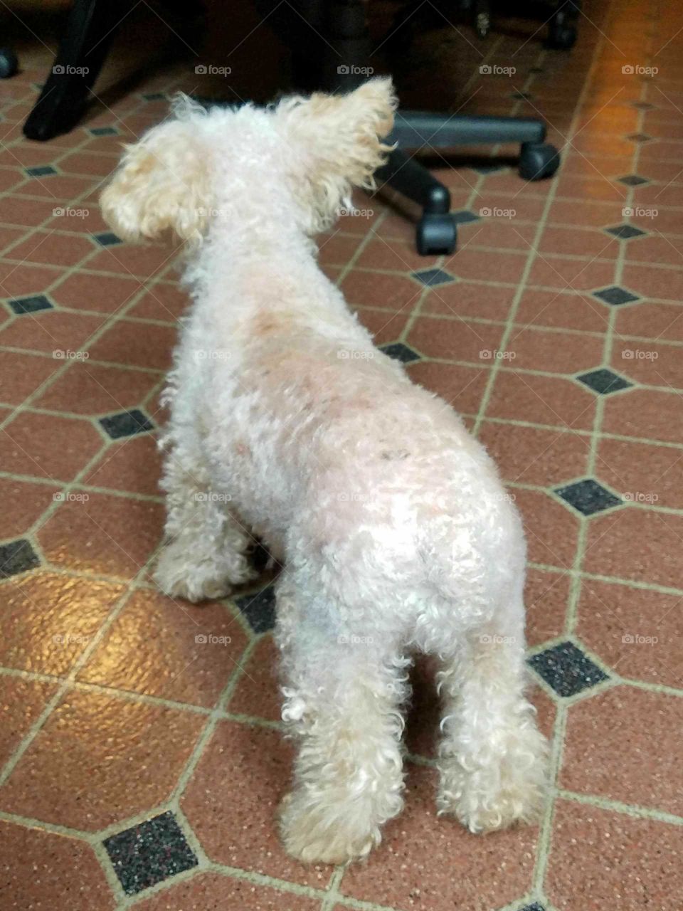 Apricot Poodle standing back too.