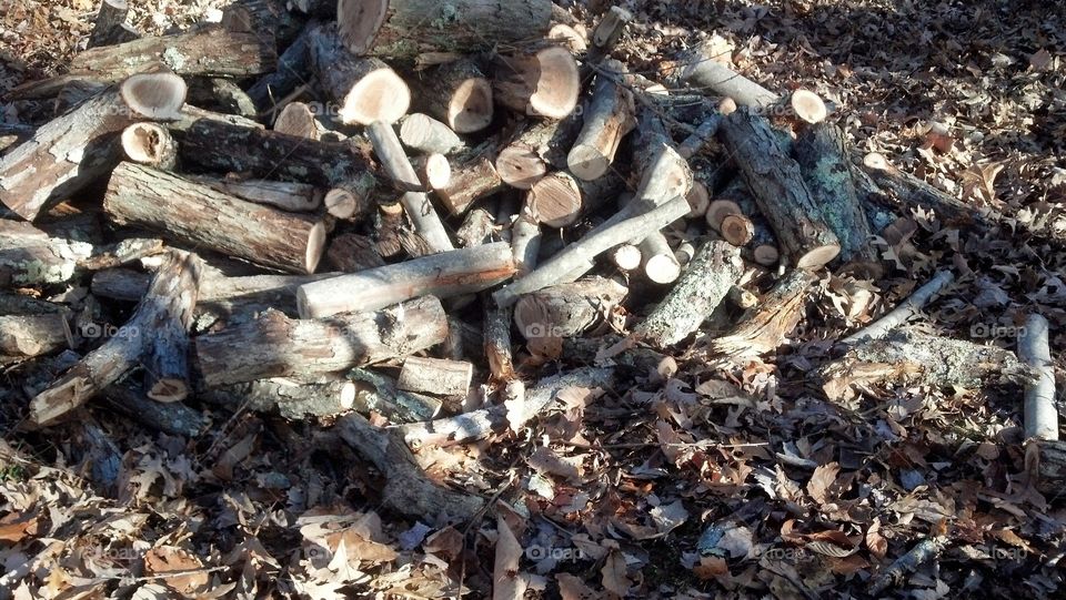 Woodpile. During a recent storm, a large tree fell in the forest...so we made firewood :)