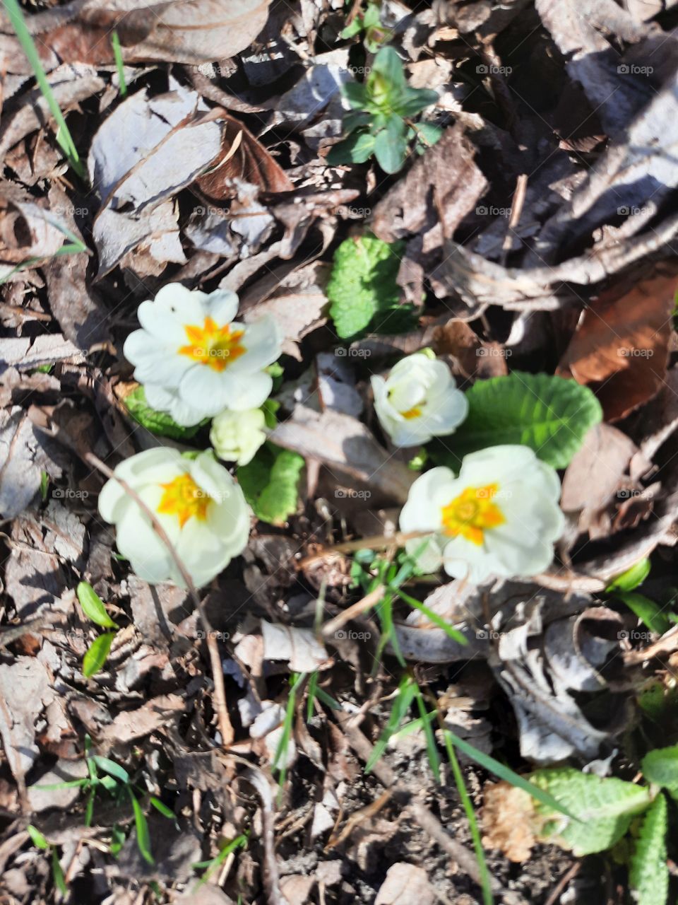 white primrose flowers on a background of dry leaves