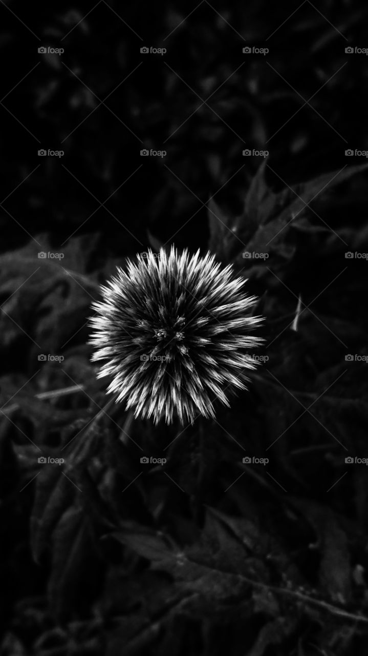 bnw flower
