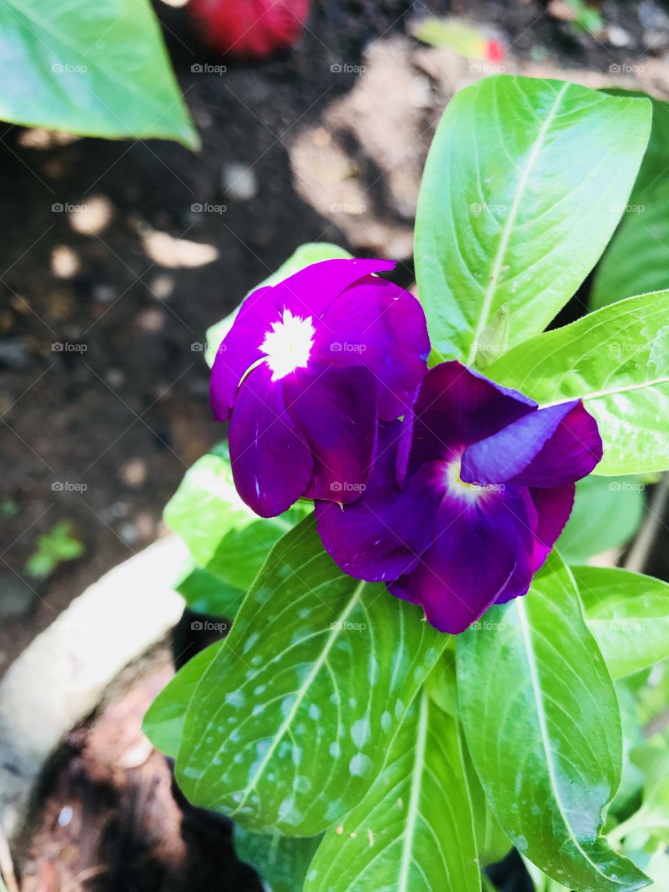 Purple flower