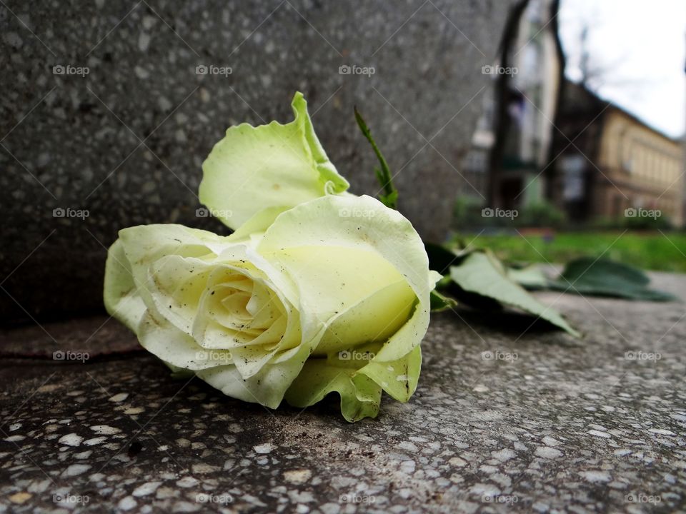 Yellow rose lying on concrete