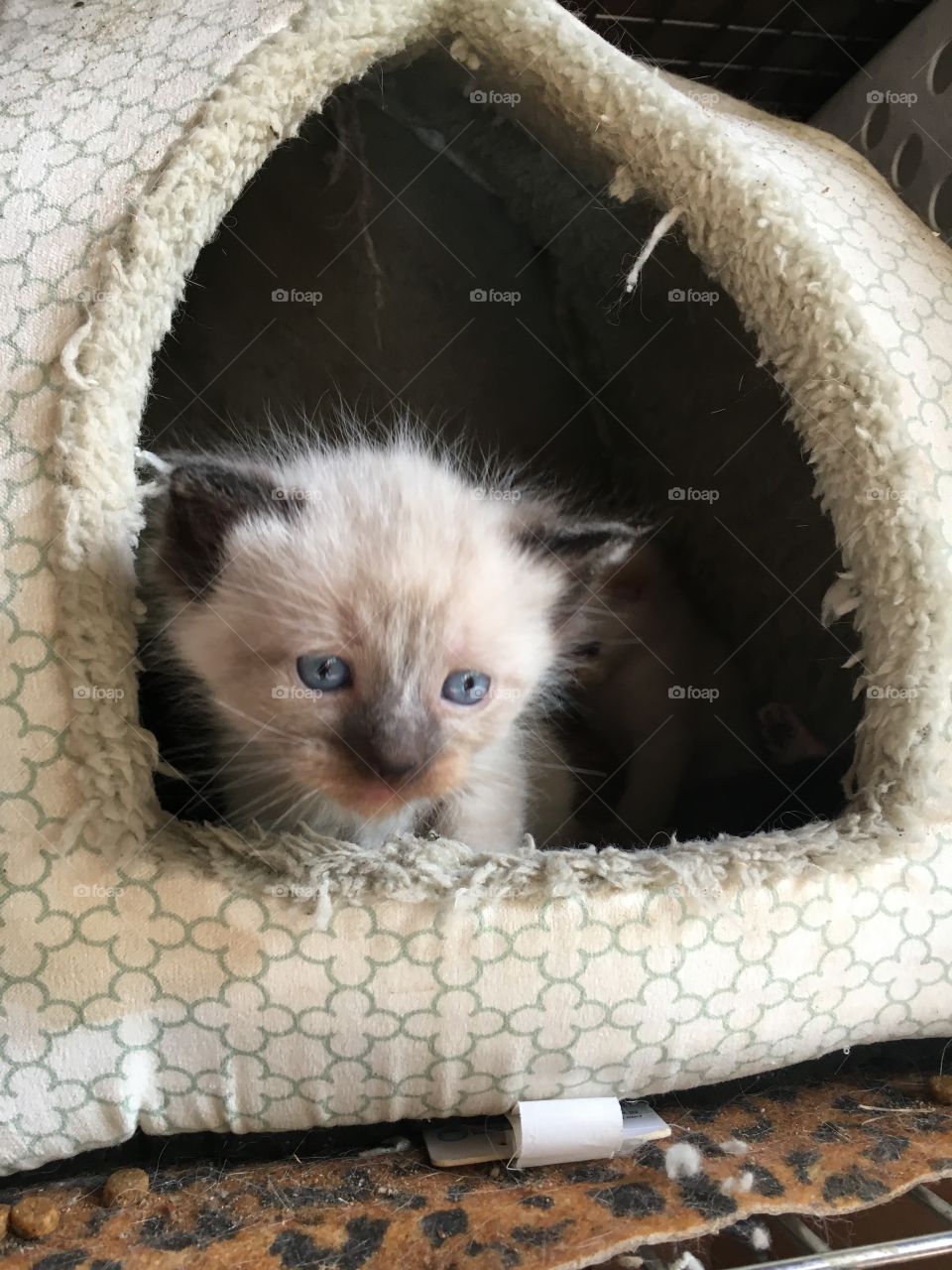Smokey when he was a little baby 