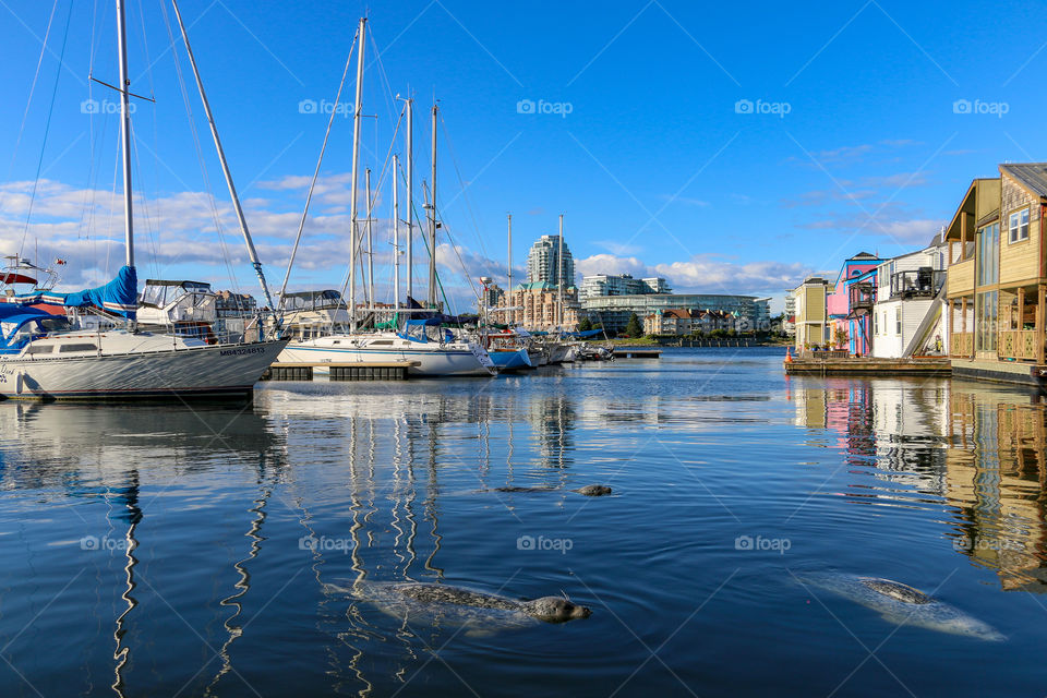 Hopeful harbor seals wait in indigo blue waters for humans to toss them a treat in the lively and colourful Victoria British Columbia Inner Harbour.