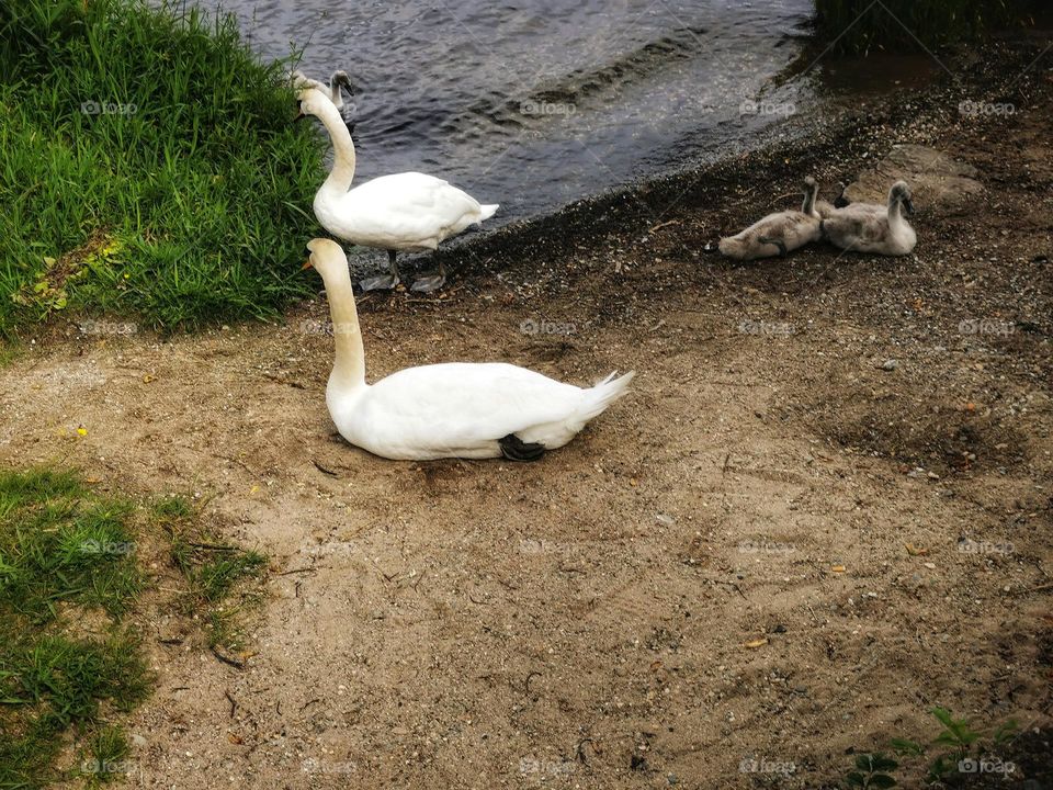 Loch lomand swans and babies
