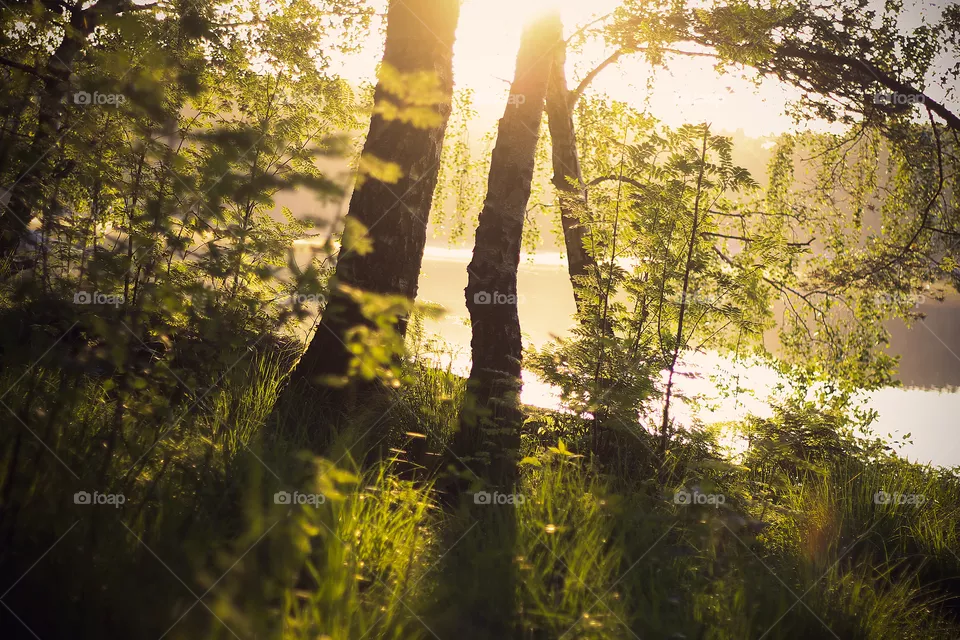 Forest