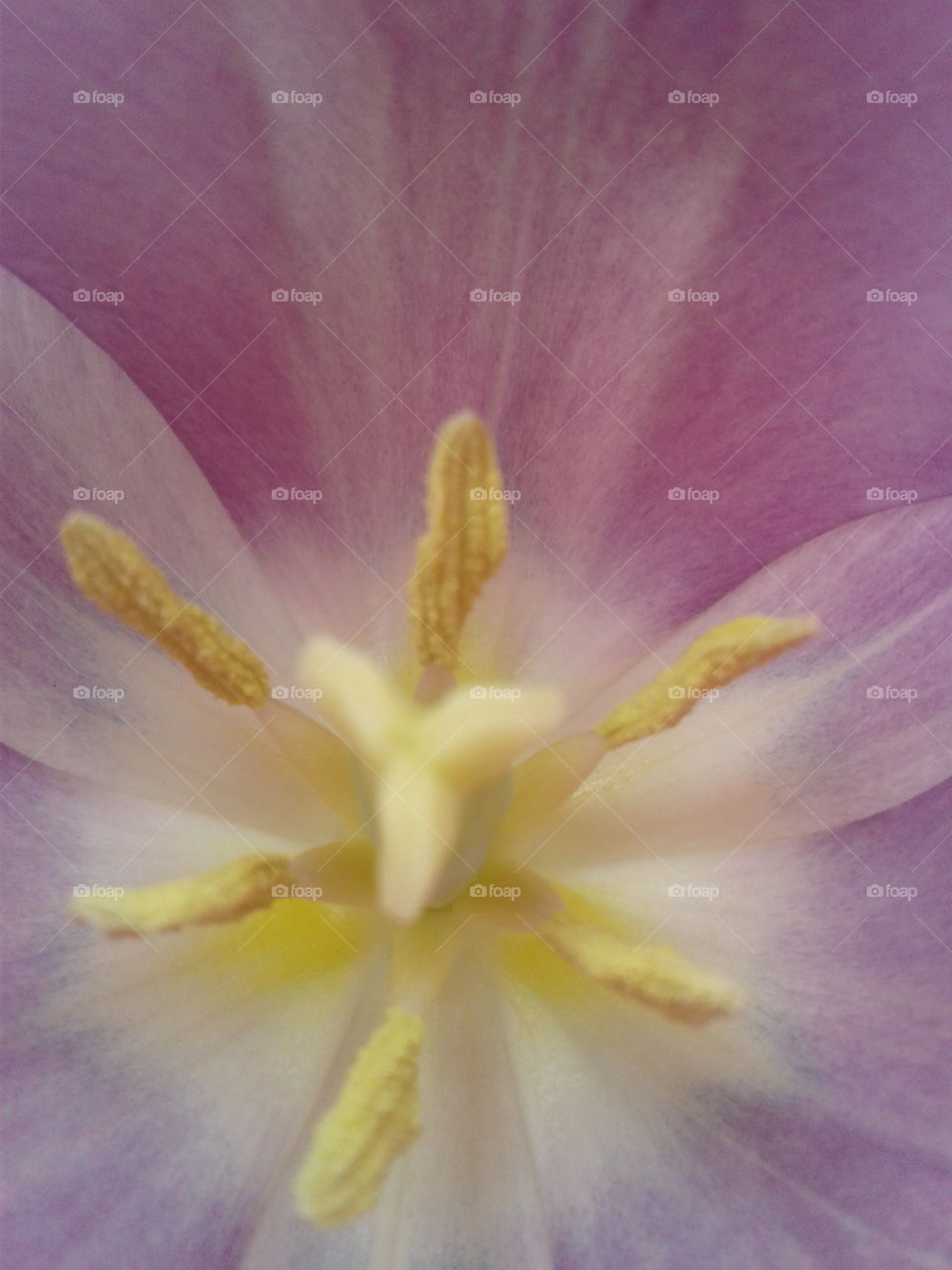 innards tulip 2017