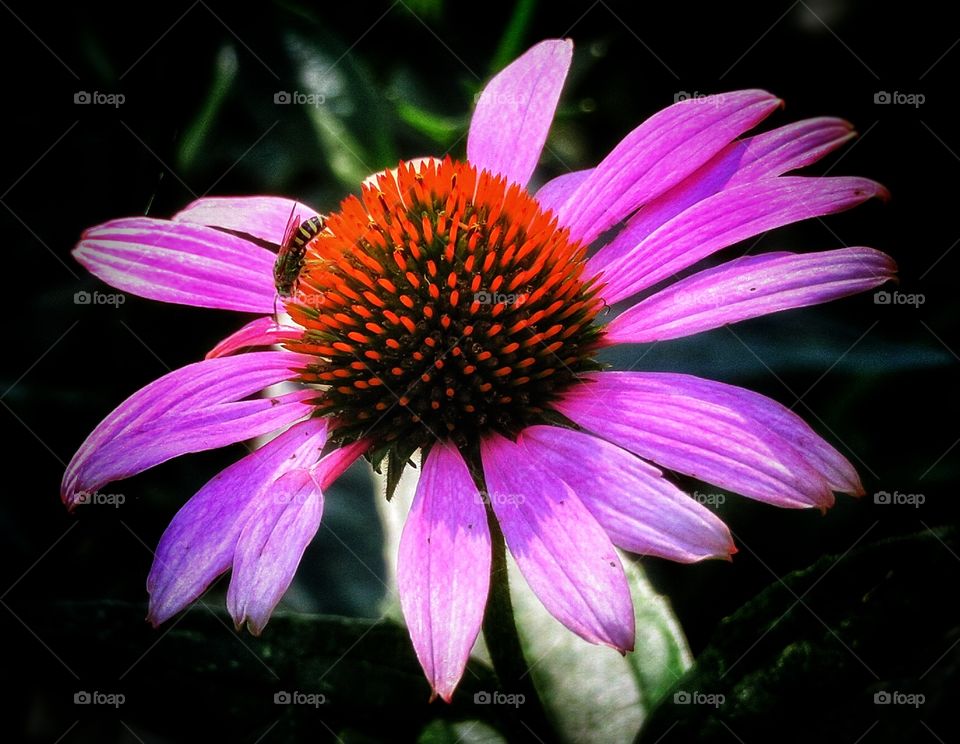 My garden Rudbeckia 