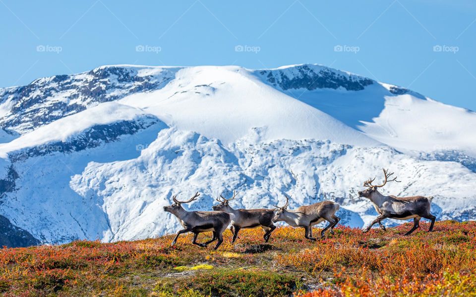 Reindeer in the mountain in late autumn, with the fresh snow on the mountain tops.