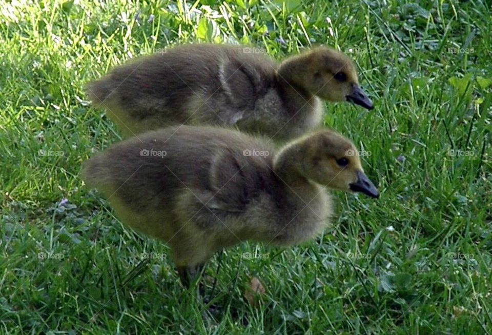 Pair of goslings