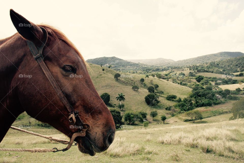 Horse riding in Cuba 