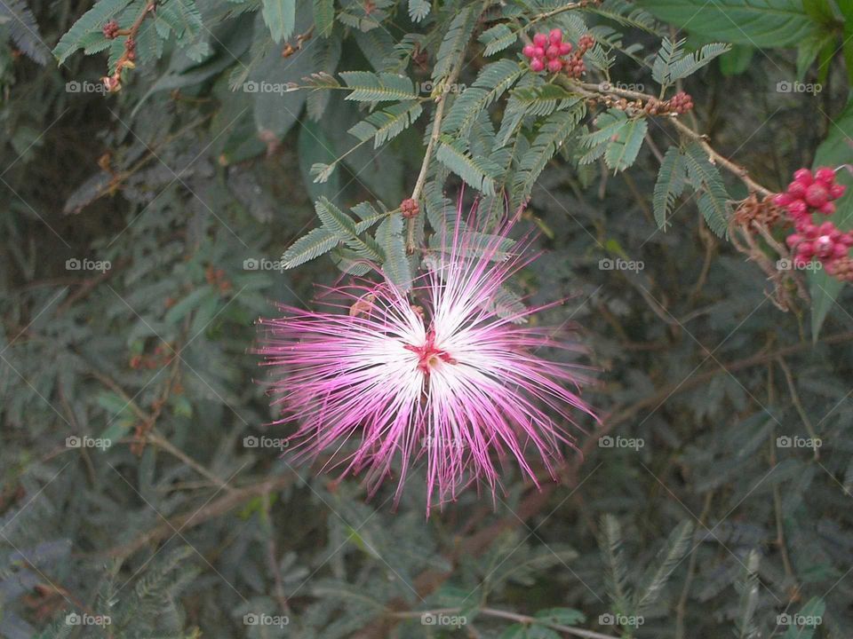 flower