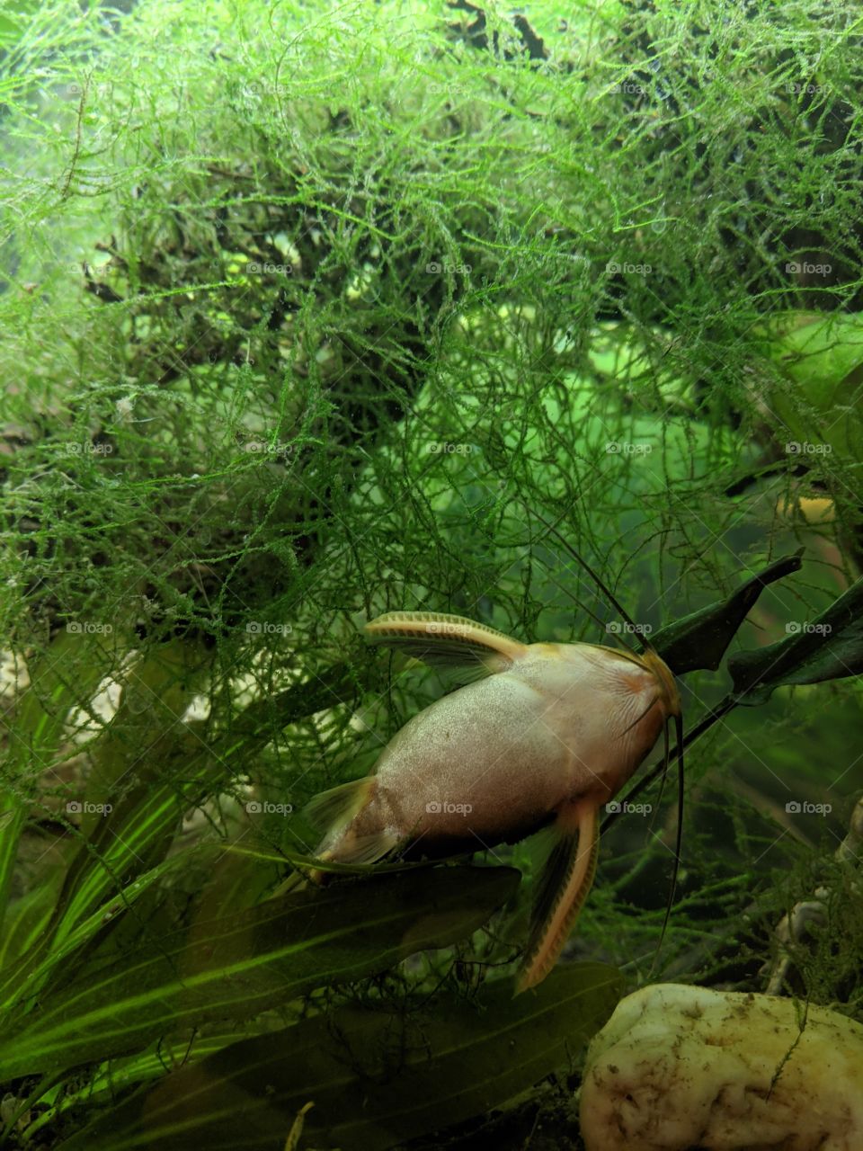 Striped Rafael Catfish