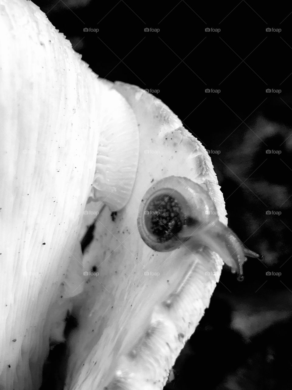 Closeup snail on emerging mushroom 