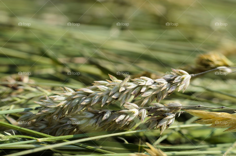 Mown hay in the meadow