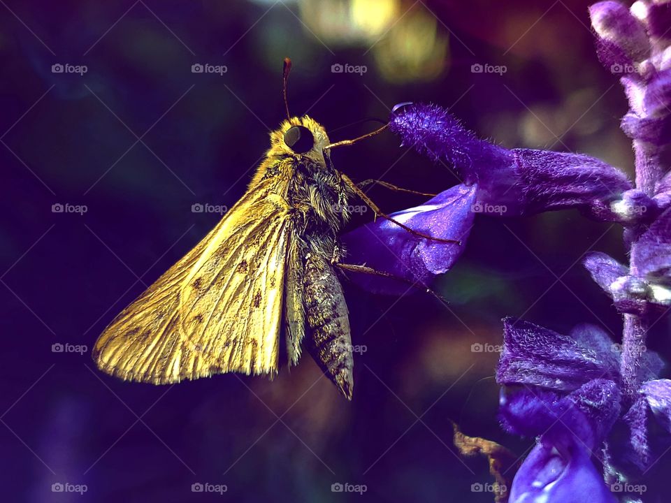 Tan colored skipper butterfly
feeding on nectar of a purple mystic spires flower in a dark dim environment.