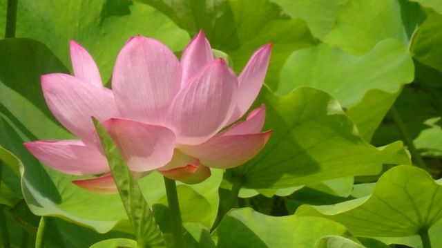 Lily