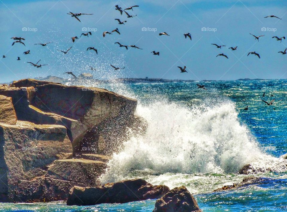 Pelicans Wheeling Through The Ocean Sky. Seabirds At The California Shoreline
