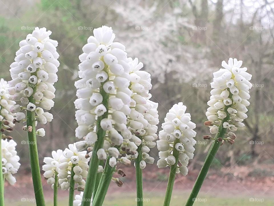 working with plants on the balcony - Earth Day