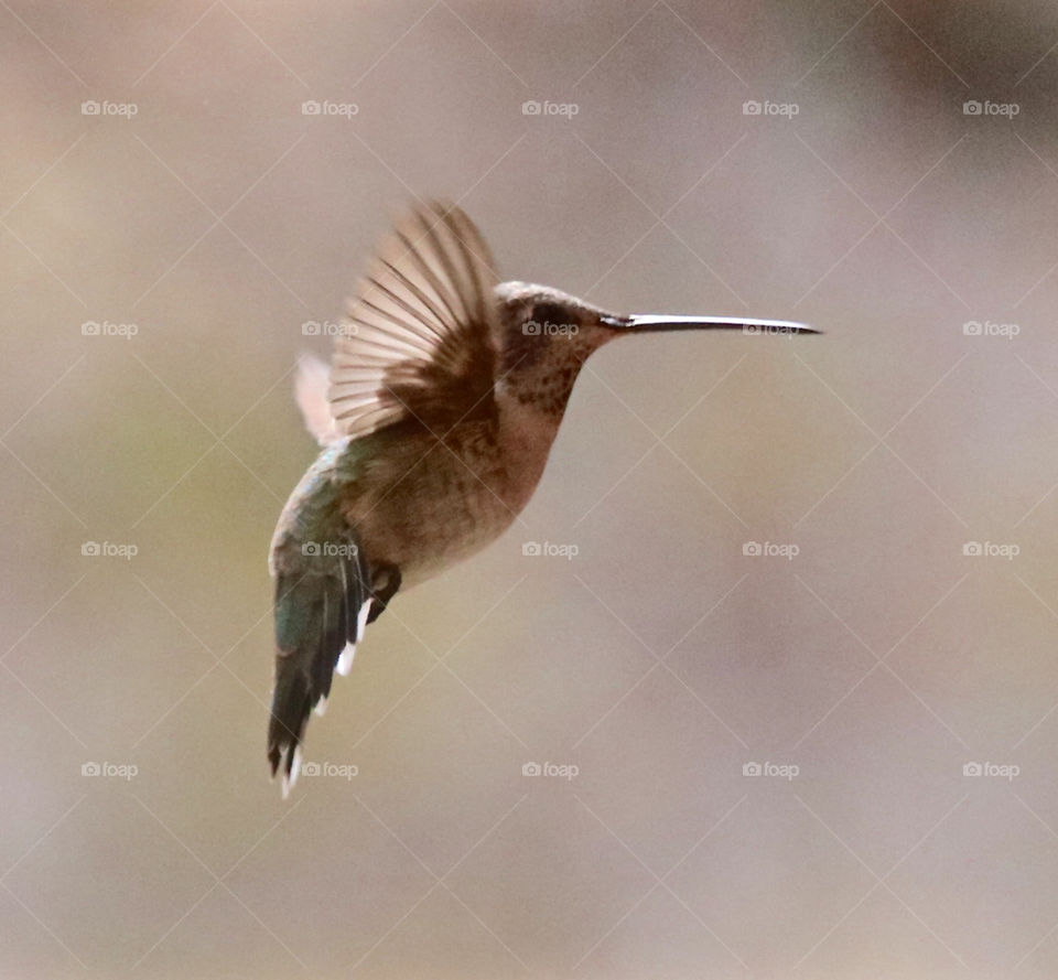 Hummingbird in Flight