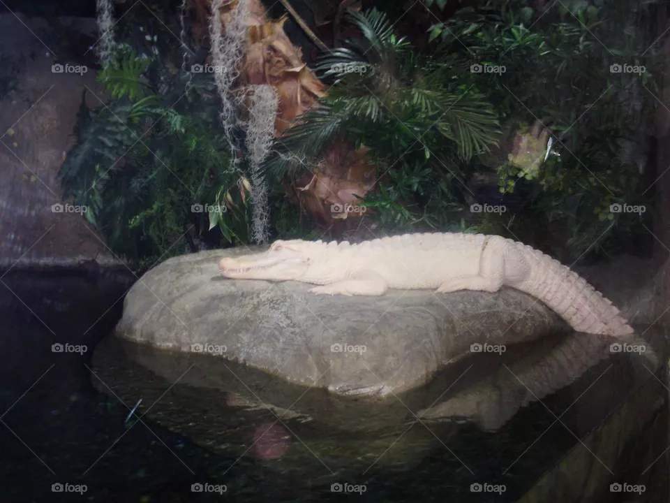 A white alligator 