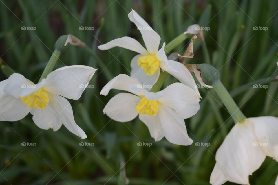 Fower white background 