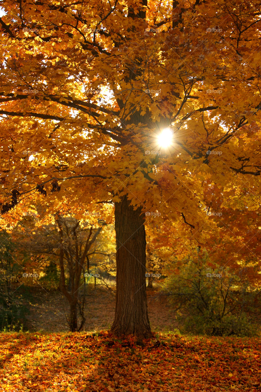 Autumn trees in forest