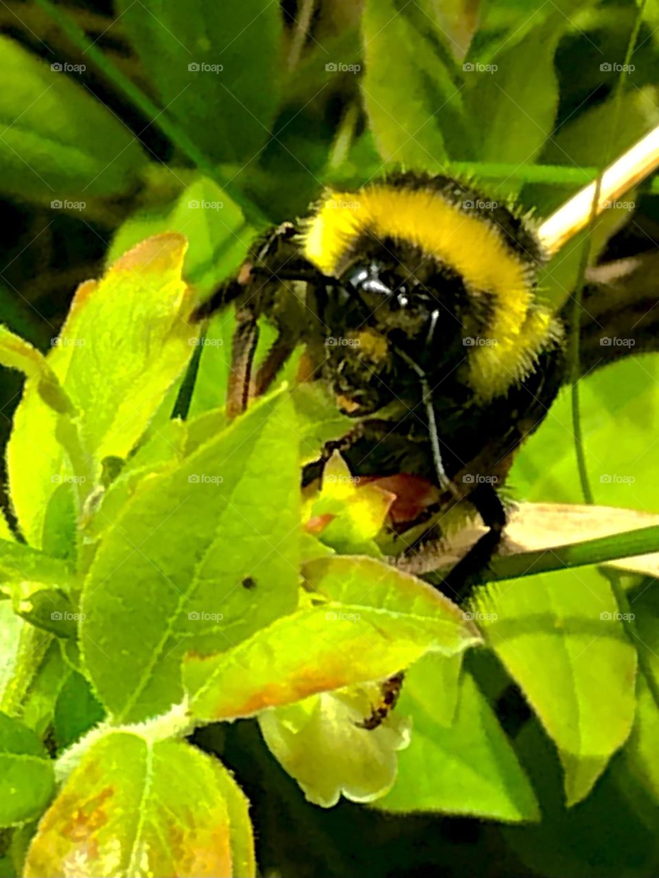 Eye to eye with a bumblebee 