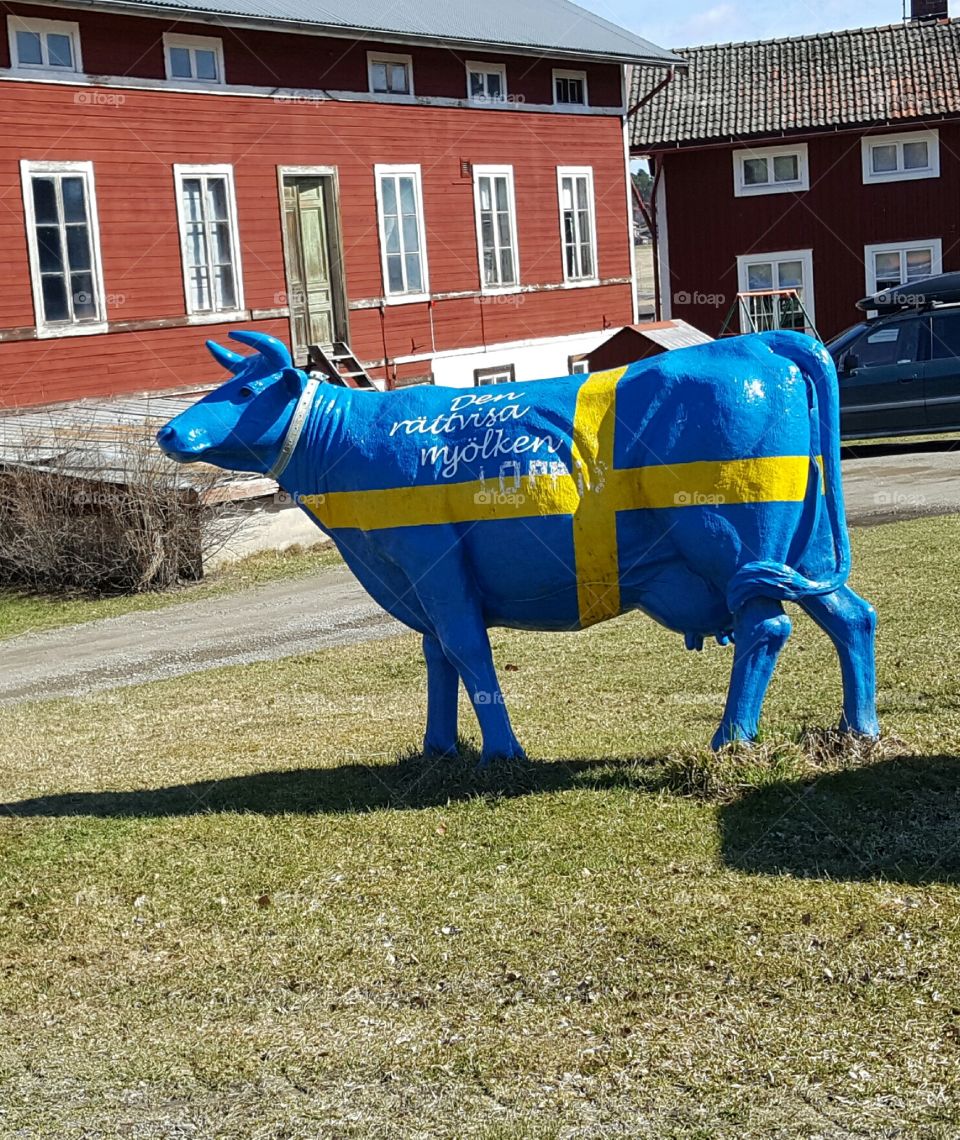 swedish cow