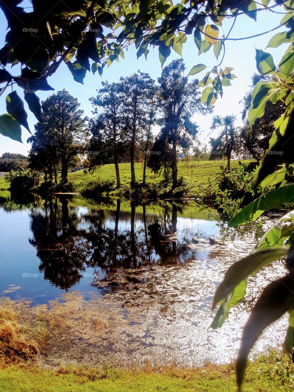 tropical scenery near pond