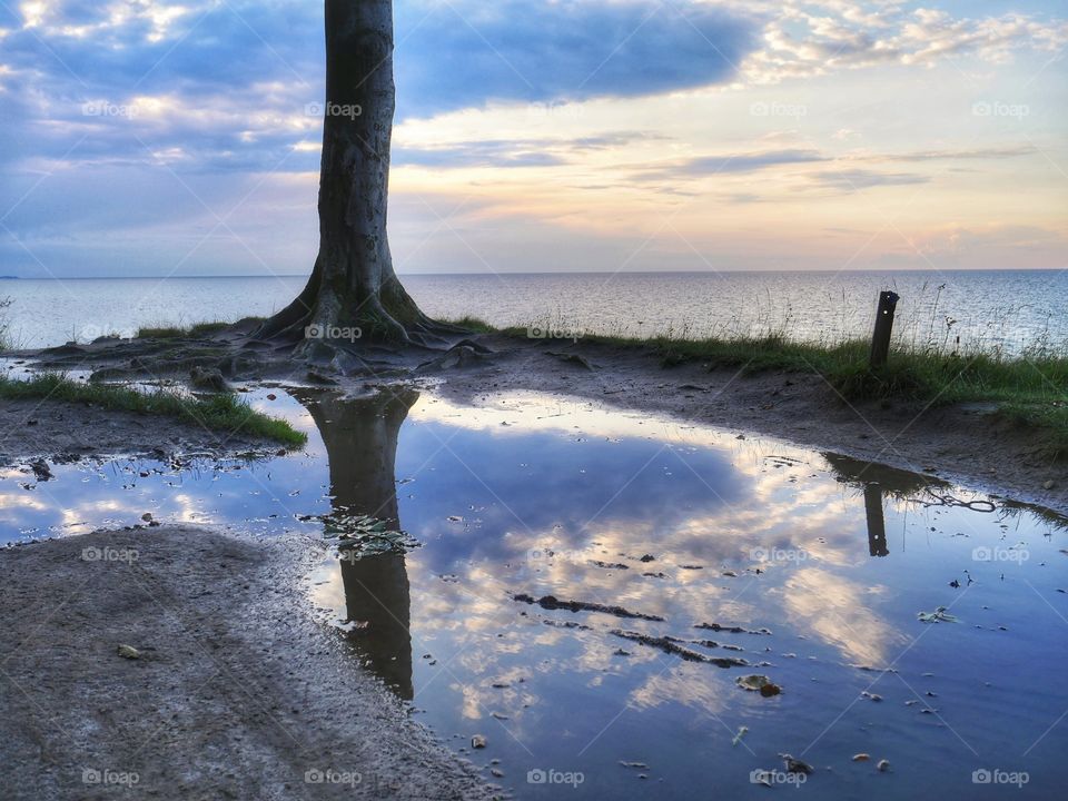 Puddle reflection of tree trunk and clouds