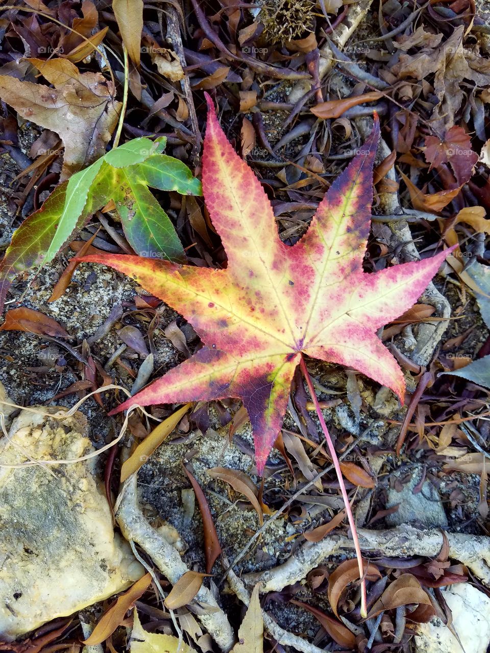 aitumn leaf