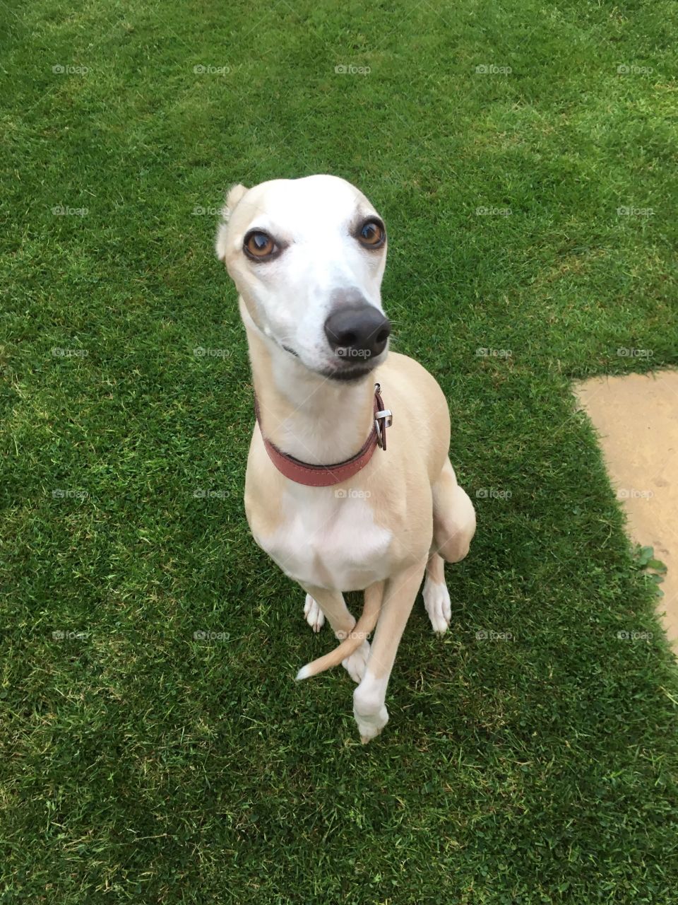 Hennie the whippet, sitting and giving a paw on the lawn in the garden outside
