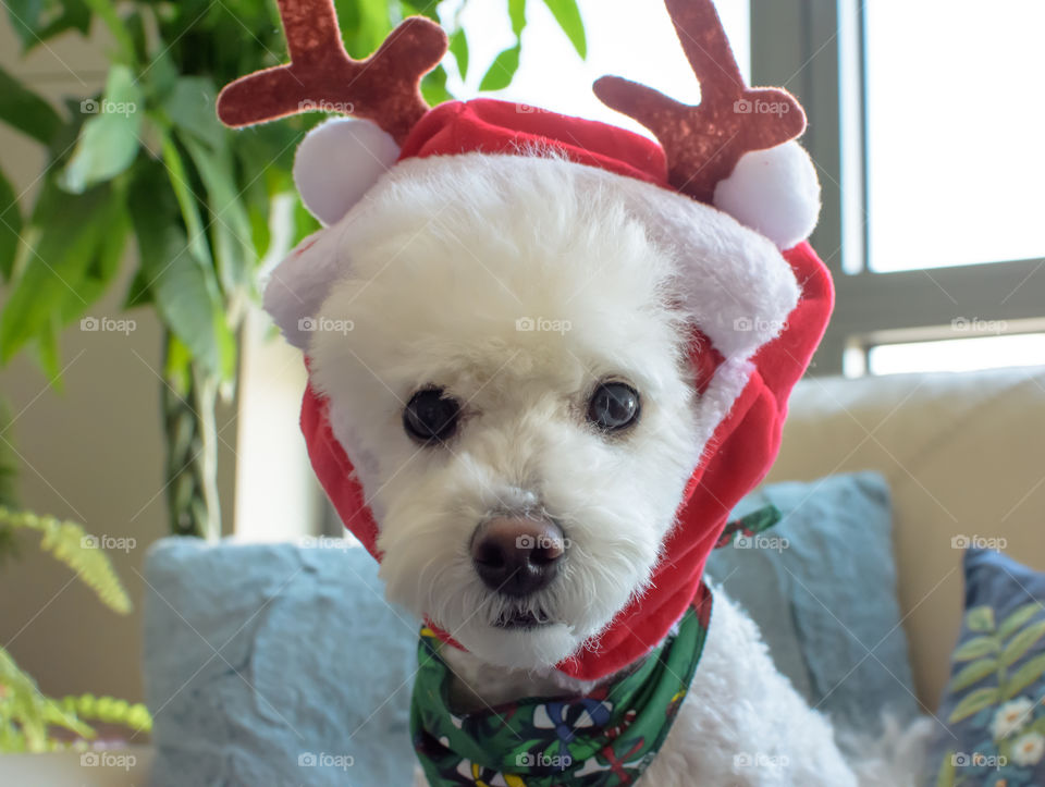 Cute Christmas dog wearing holiday Christmas Santa hat with reindeer antlers 